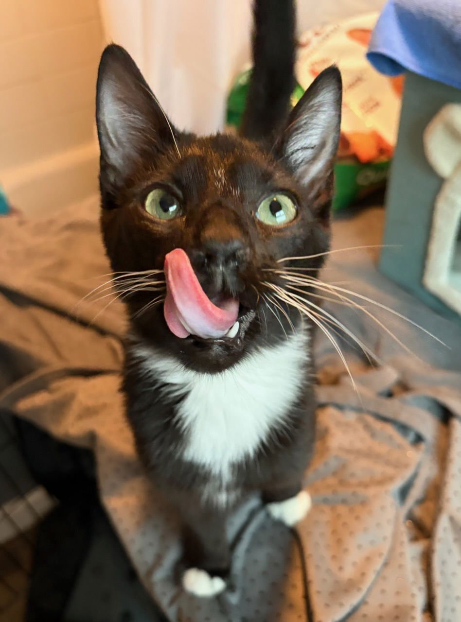 MANNY - Domestic Short Hair available for adoption