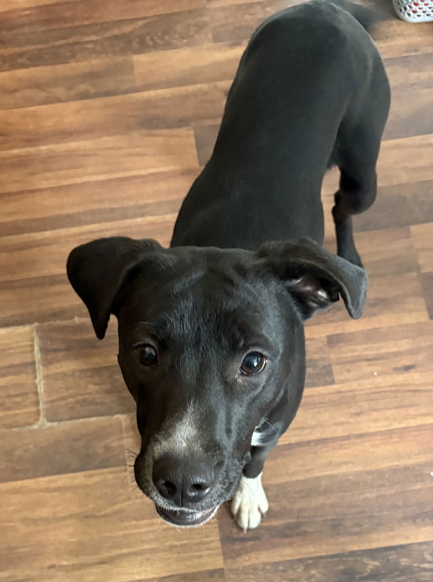 EMMY - American Pit Bull Terrier available for adoption