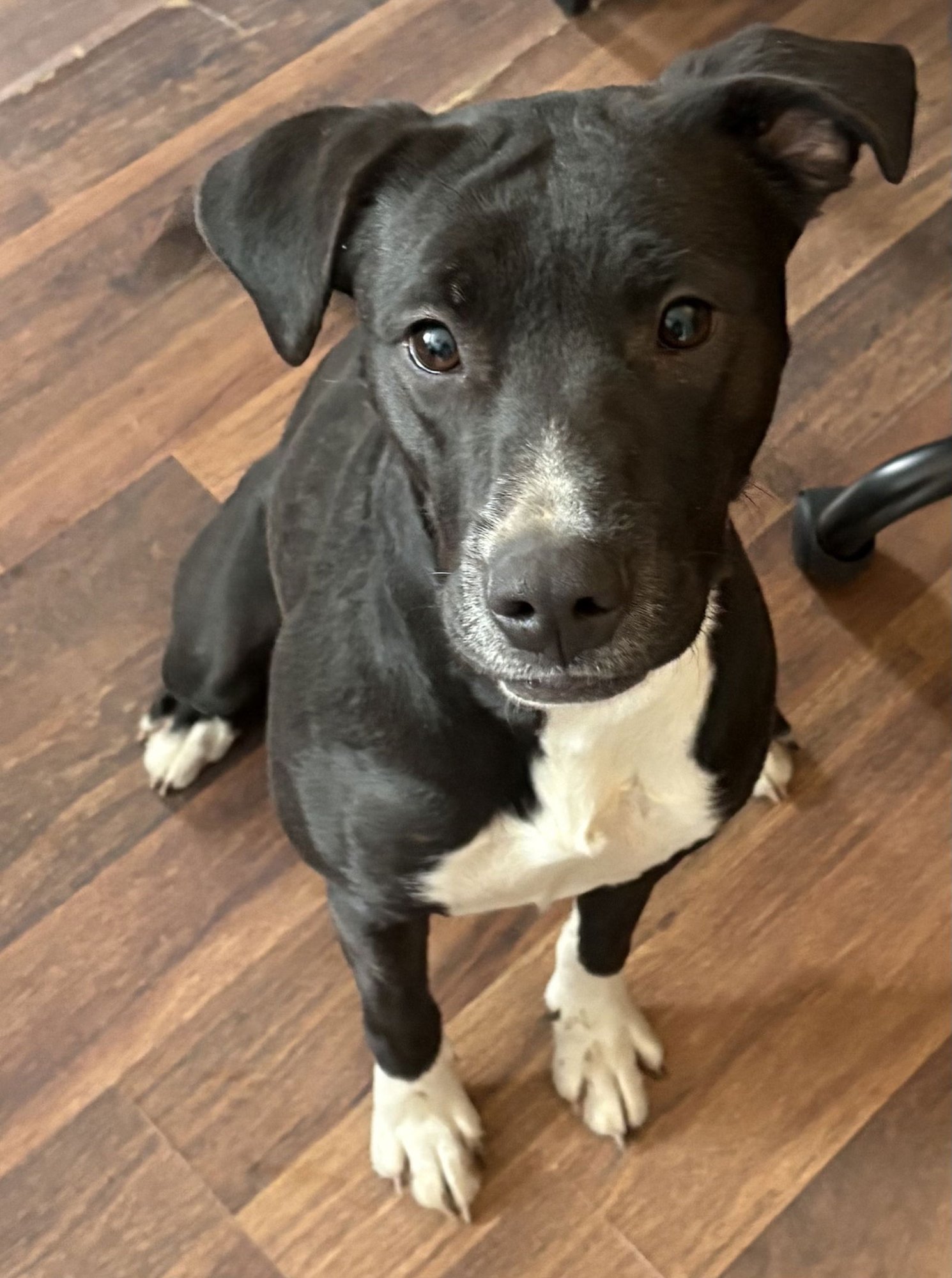 EMMY - American Pit Bull Terrier available for adoption