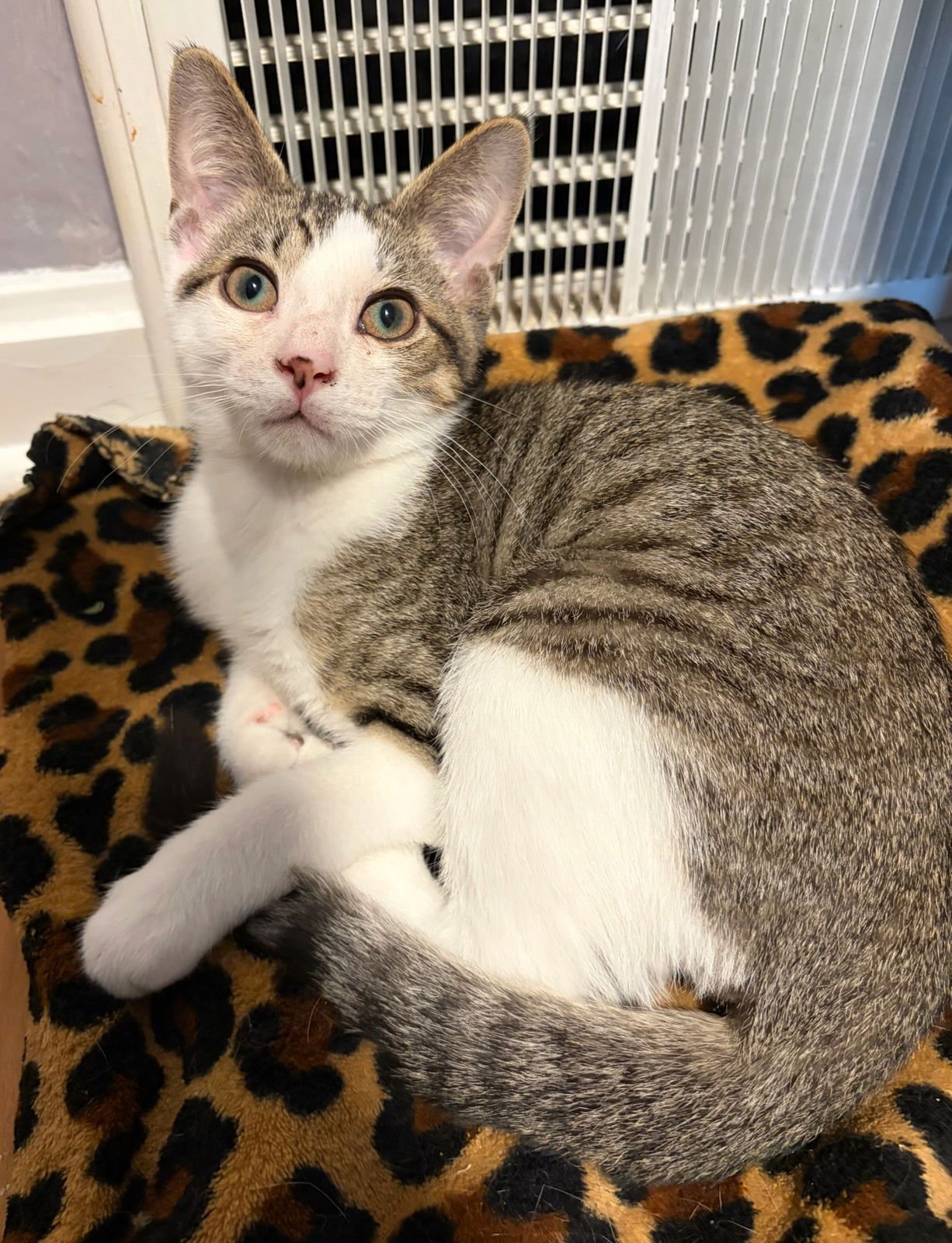 RAYNE - Domestic Short Hair available for adoption