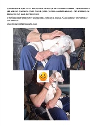 Wrex-special needs-deaf - Photo 1