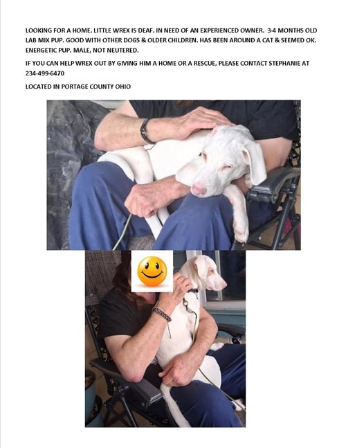 WREX-SPECIAL NEEDS-DEAF - Labrador Retriever available for adoption
