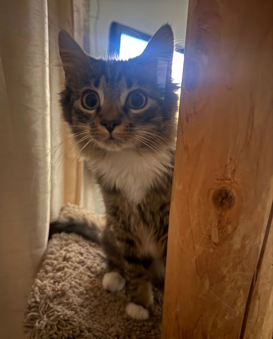 HARRY & MARVIN - Domestic Long Hair / Domestic Medium Hair available for adoption