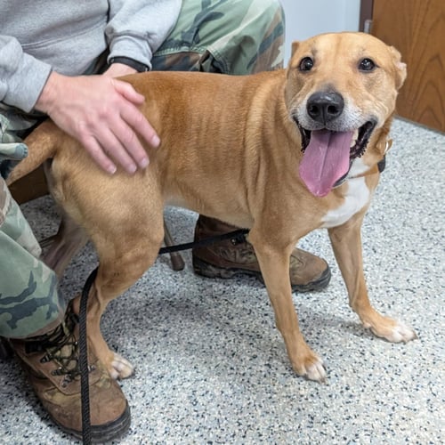 PUDDIN - Labrador Retriever / Greyhound available for adoption