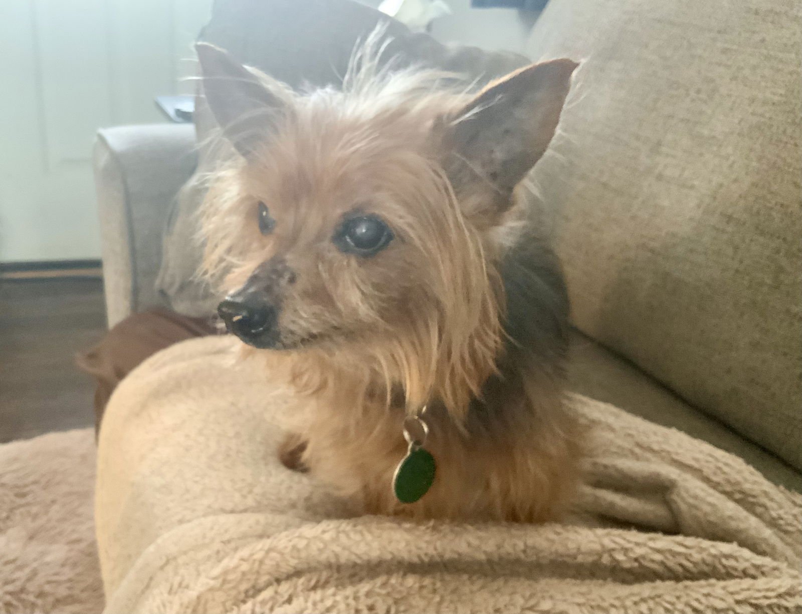 SIMON - SWEET OLD MAN - Yorkshire Terrier Yorkie available for adoption