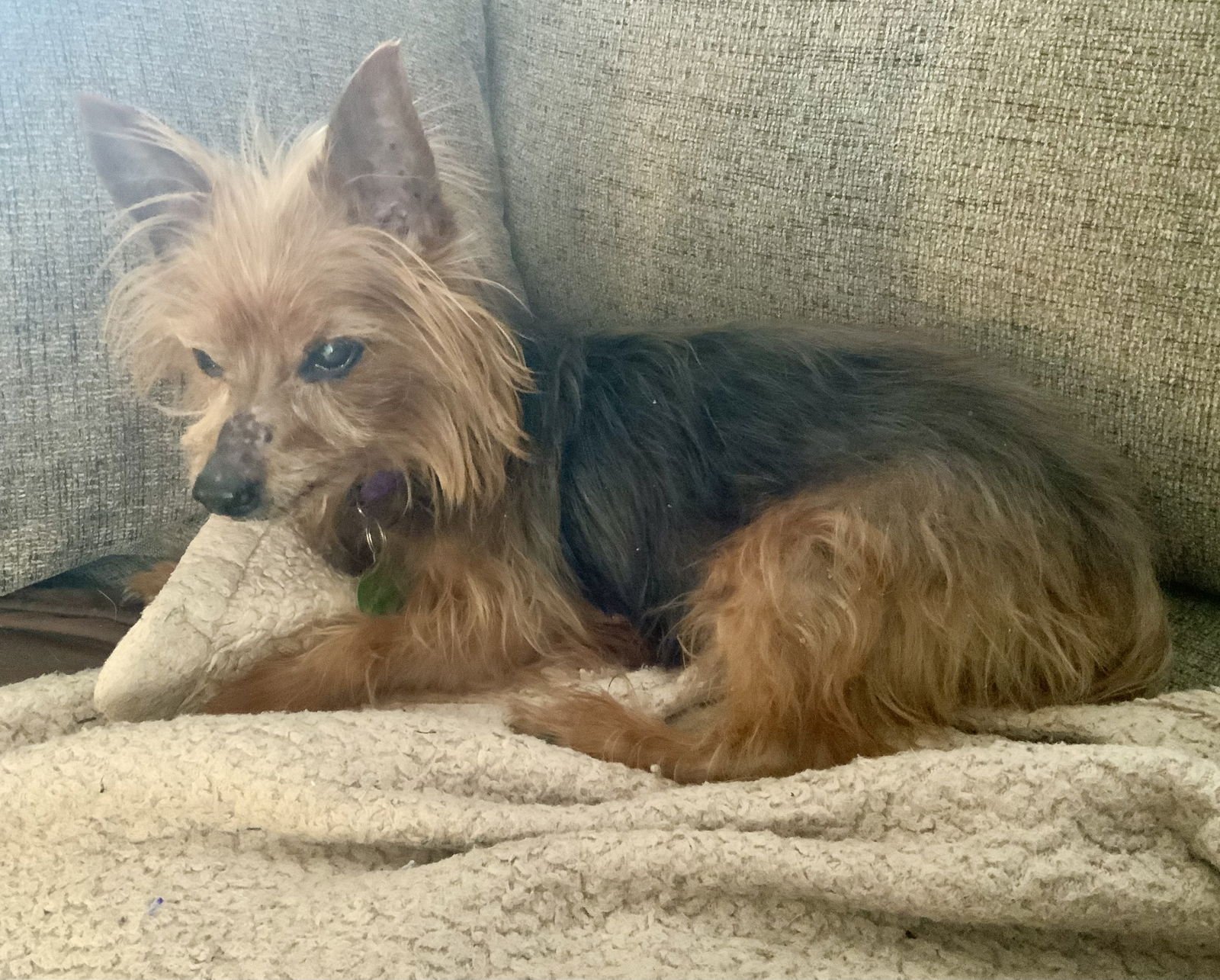 SIMON - SWEET OLD MAN - Yorkshire Terrier Yorkie available for adoption
