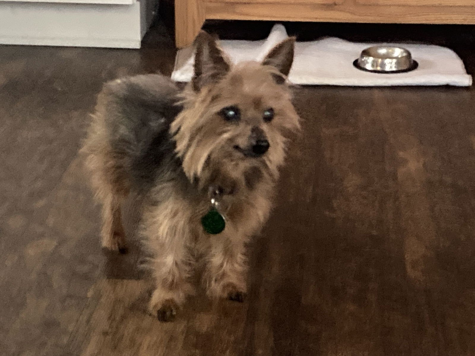 Simon - sweet old man - Photo 3