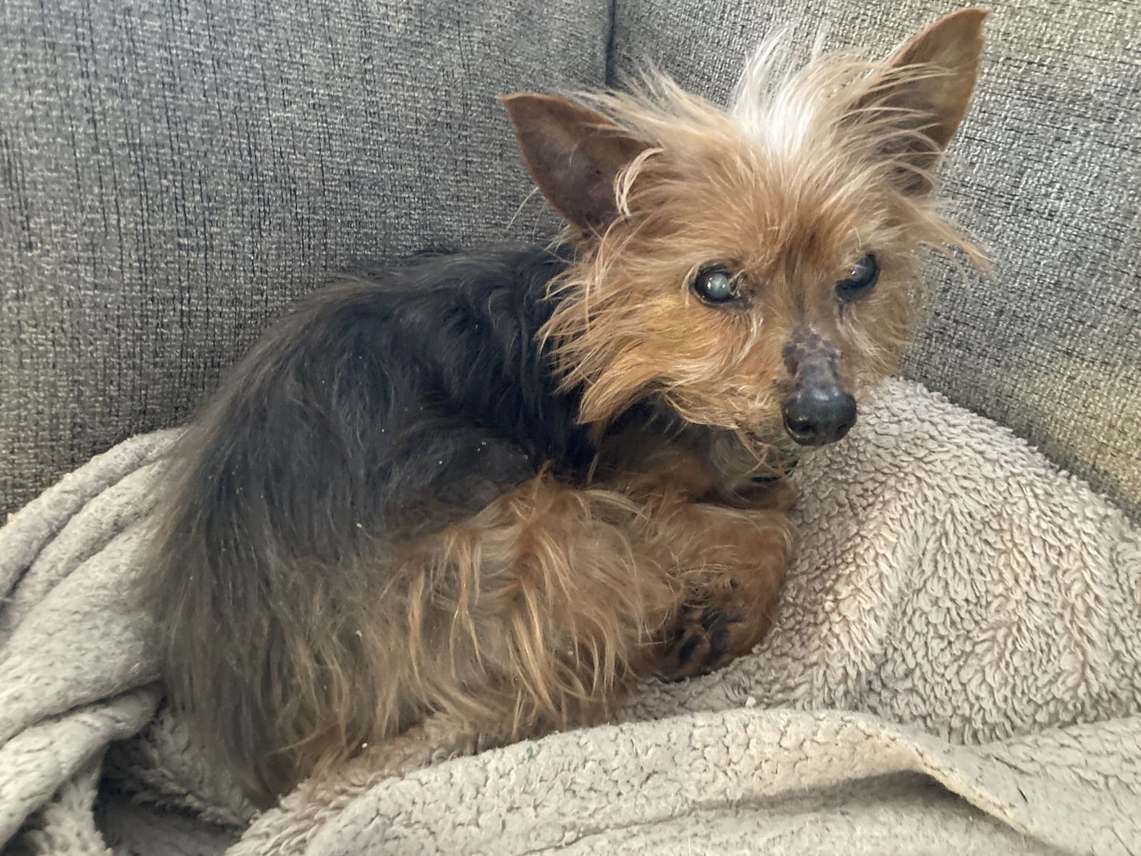 Simon - sweet old man - Photo 4