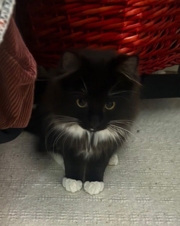 MARVIN & HARRY - Domestic Long Hair / Domestic Medium Hair available for adoption