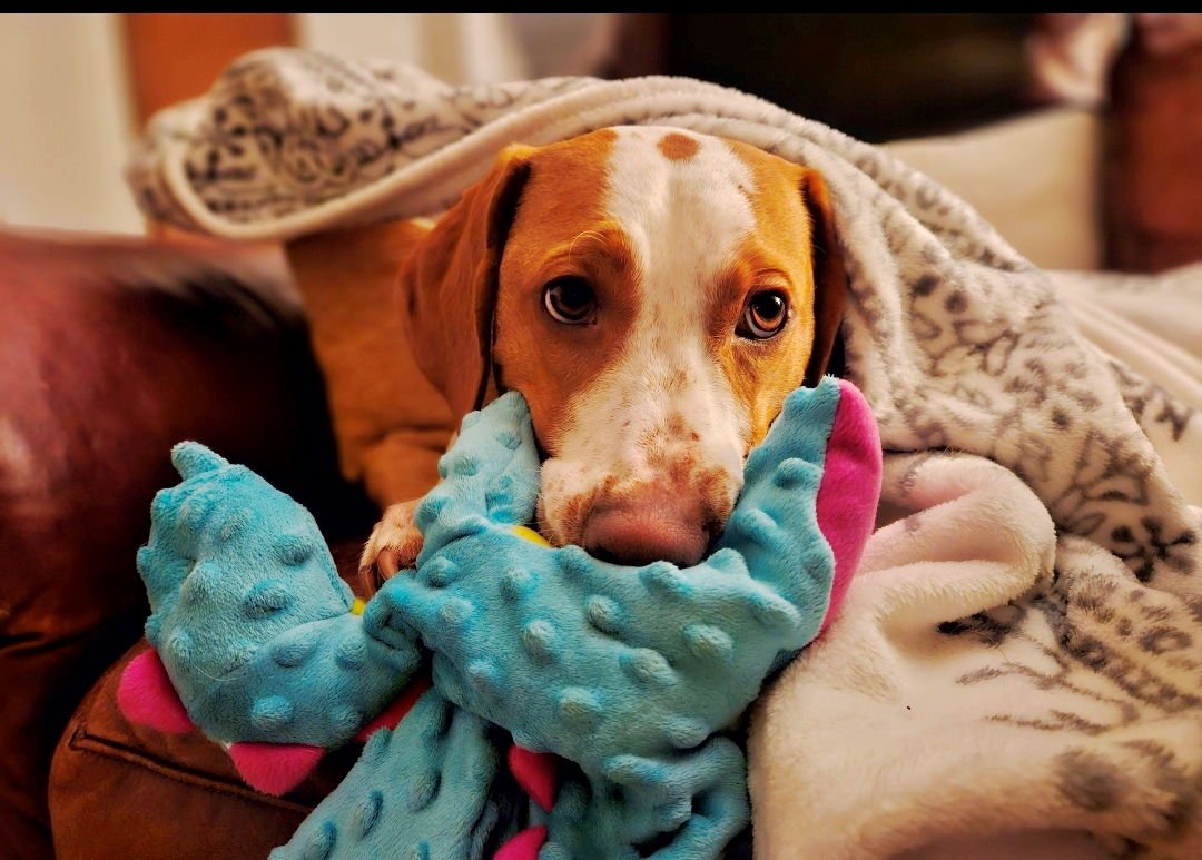 EMERSON-GREAT FAMILY DOG - Hound available for adoption