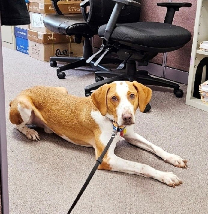 EMERSON-GREAT FAMILY DOG - Hound available for adoption