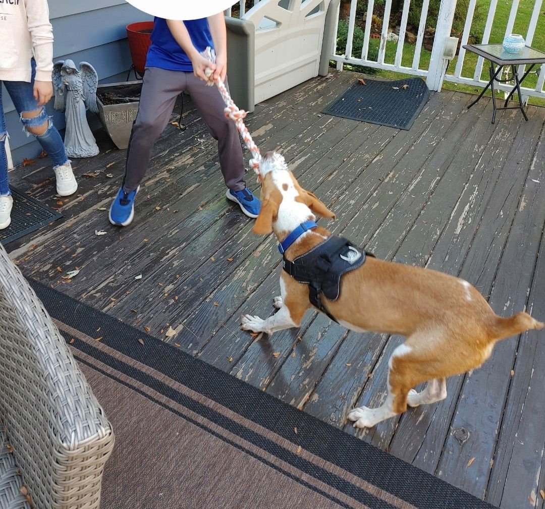 Emerson-great family dog - Photo 4