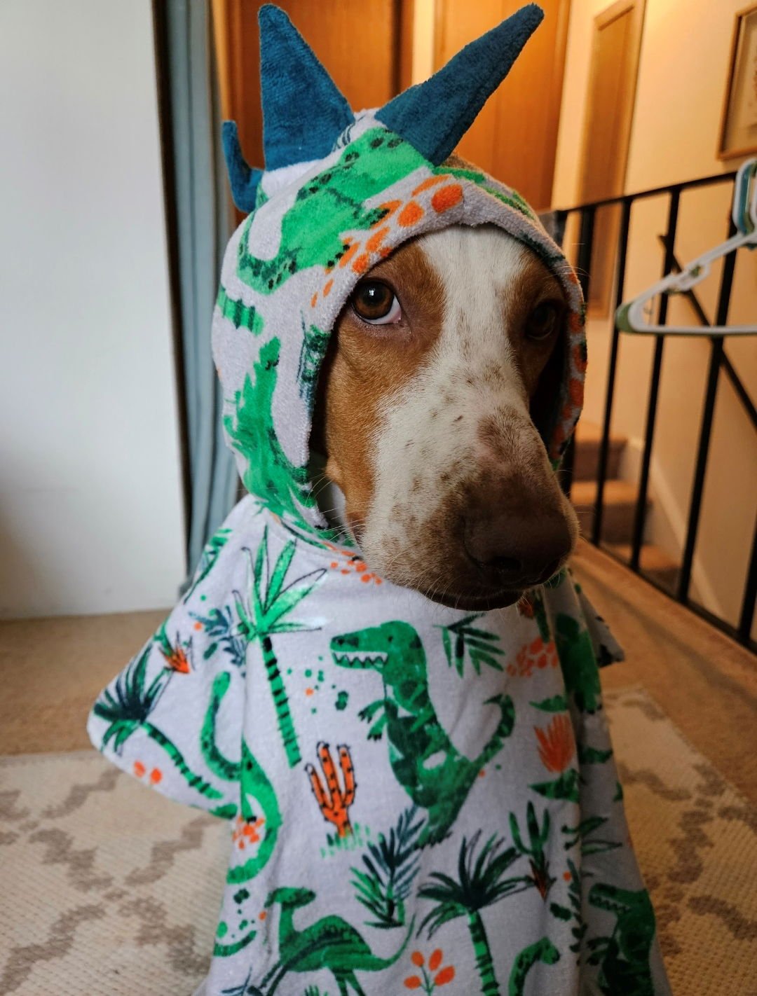 Emerson-great family dog - Photo 5