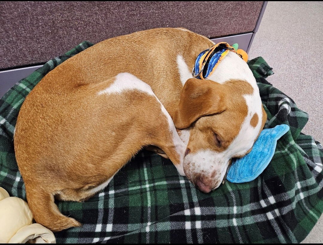 Emerson-great family dog - Photo 7