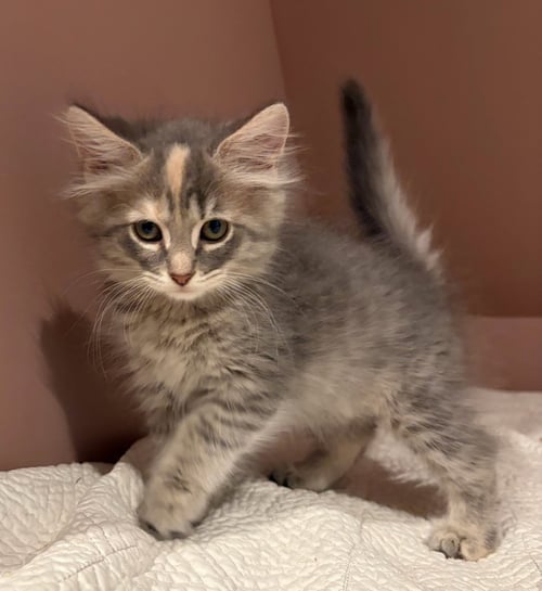 WHIMSY - Domestic Medium Hair / Domestic Short Hair available for adoption