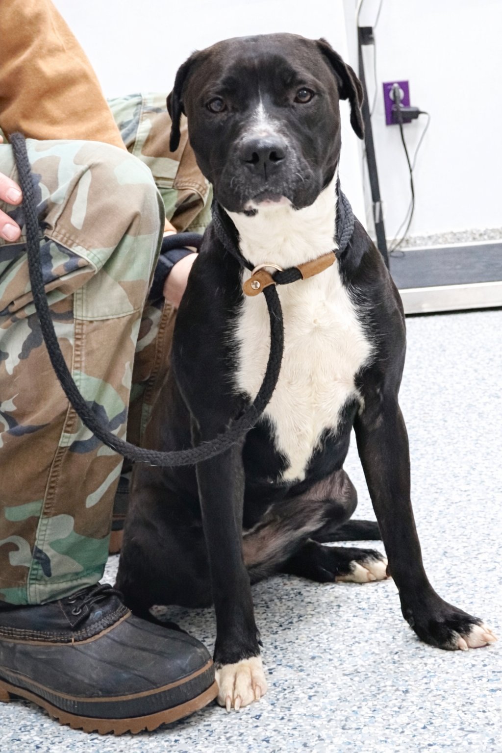 Pound Dog-Ellie #188465 Courtesy Listing - Photo 3