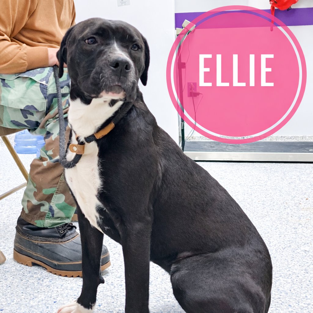 Pound Dog-Ellie #188465 Courtesy Listing - Photo 4