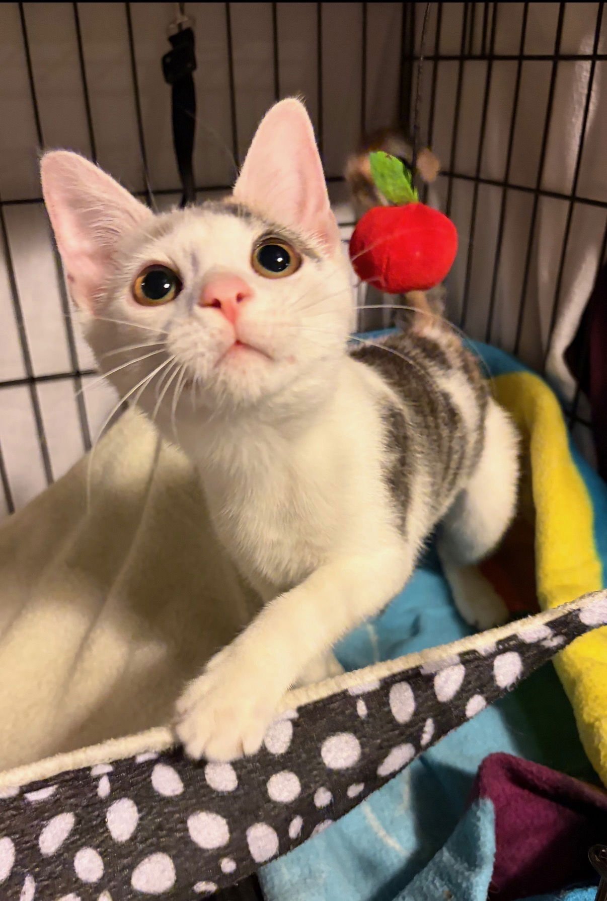 FIDGET - Domestic Short Hair available for adoption