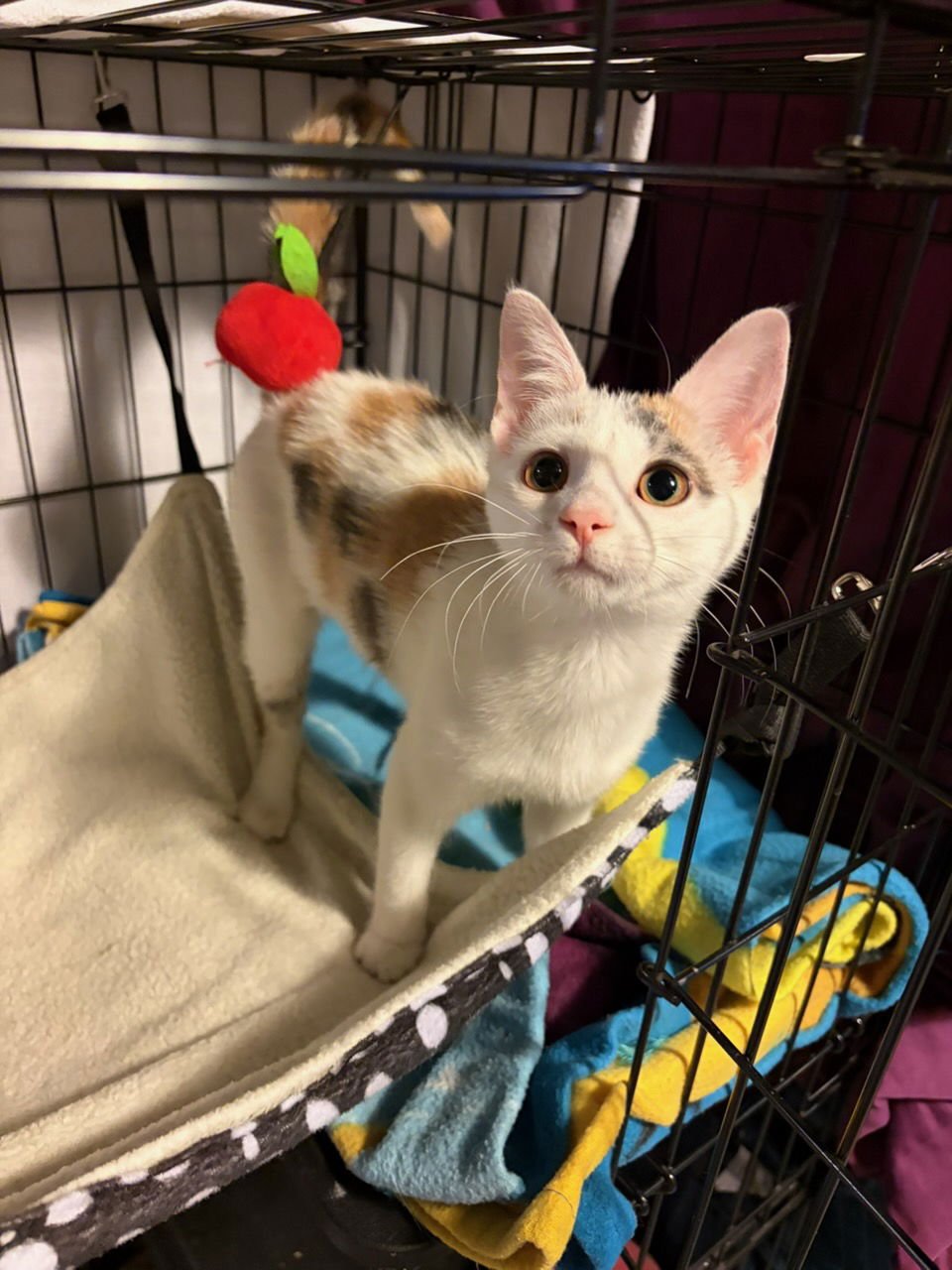 FIDGET - Domestic Short Hair available for adoption