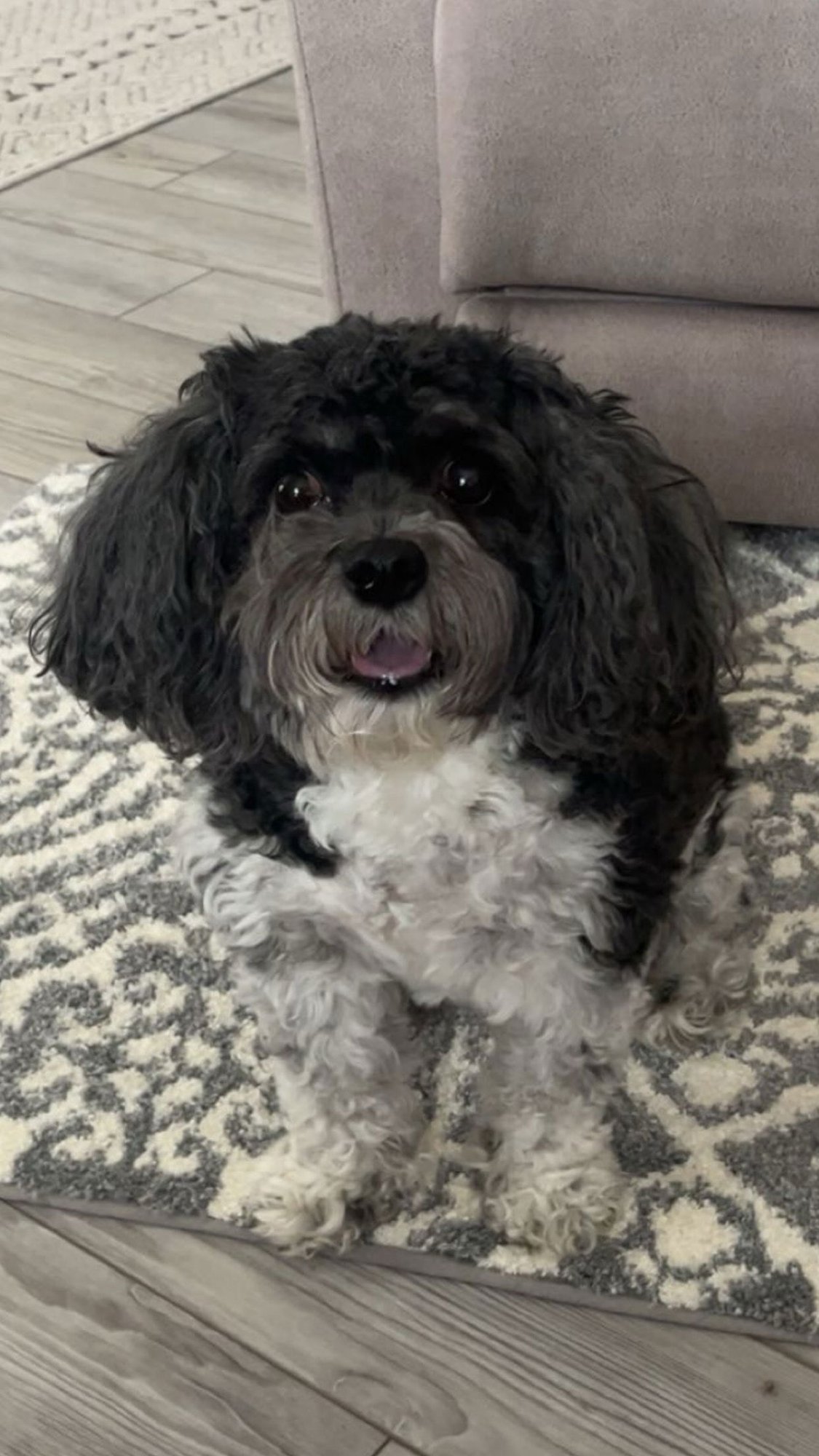 BUBBA - Cavalier King Charles Spaniel / Bichon Frise available for adoption