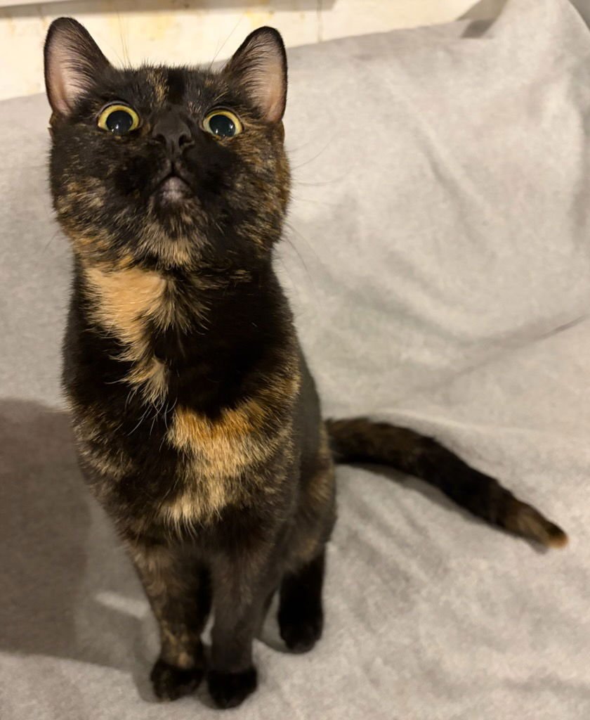 POLLY POCKET - Domestic Short Hair available for adoption