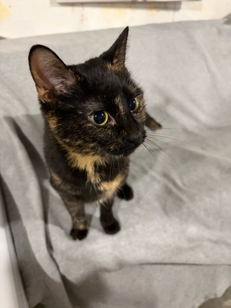 Polly Pocket - Photo 3