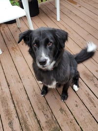 Percy-the super smart lover boy - Photo 1