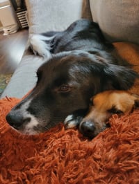 Percy-the super smart lover boy - Photo 2