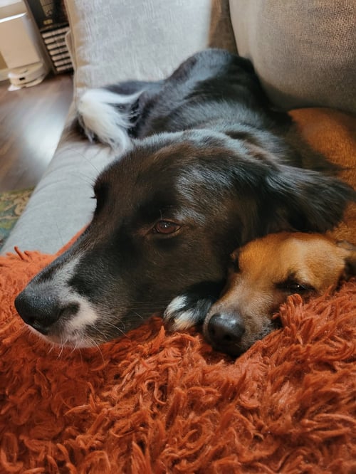 PERCY-THE SUPER SMART LOVER BOY - Border Collie / Black Labrador Retriever available for adoption