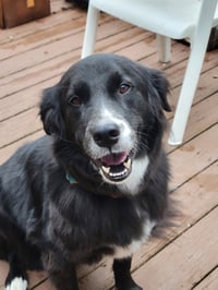 Percy-the super smart lover boy - Photo 4