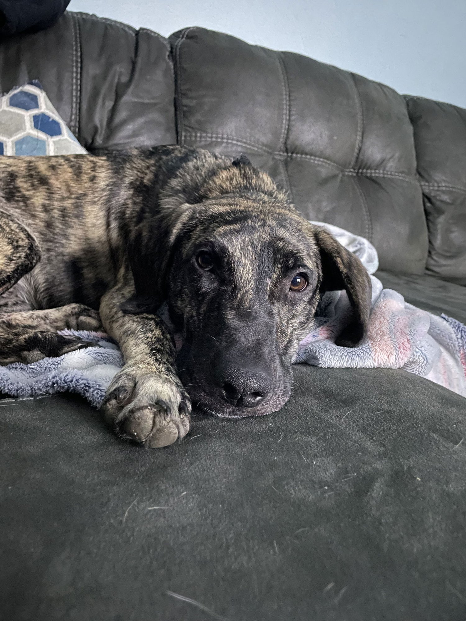 POPTART-AWESOME FAMILY DOG FOR ALL AGES - Hound available for adoption