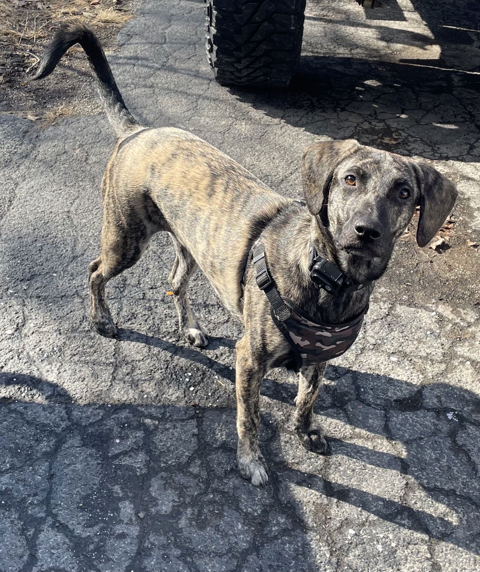 POPTART-AWESOME FAMILY DOG FOR ALL AGES - Hound available for adoption