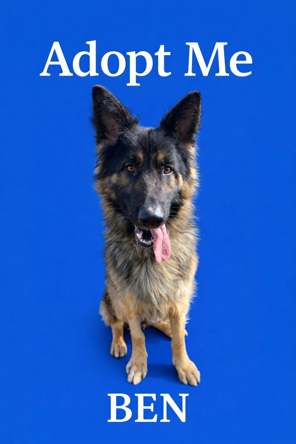 POUND DOG-BEN #188239-COURTESY LISTING - German Shepherd Dog available for adoption