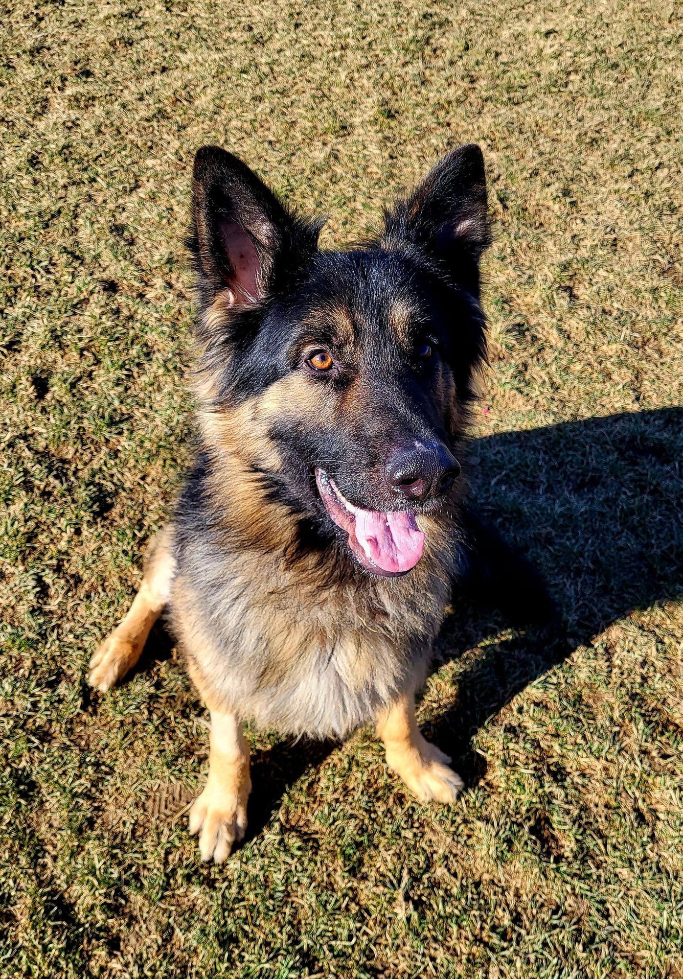 POUND DOG-BEN #188239-COURTESY LISTING - German Shepherd Dog available for adoption