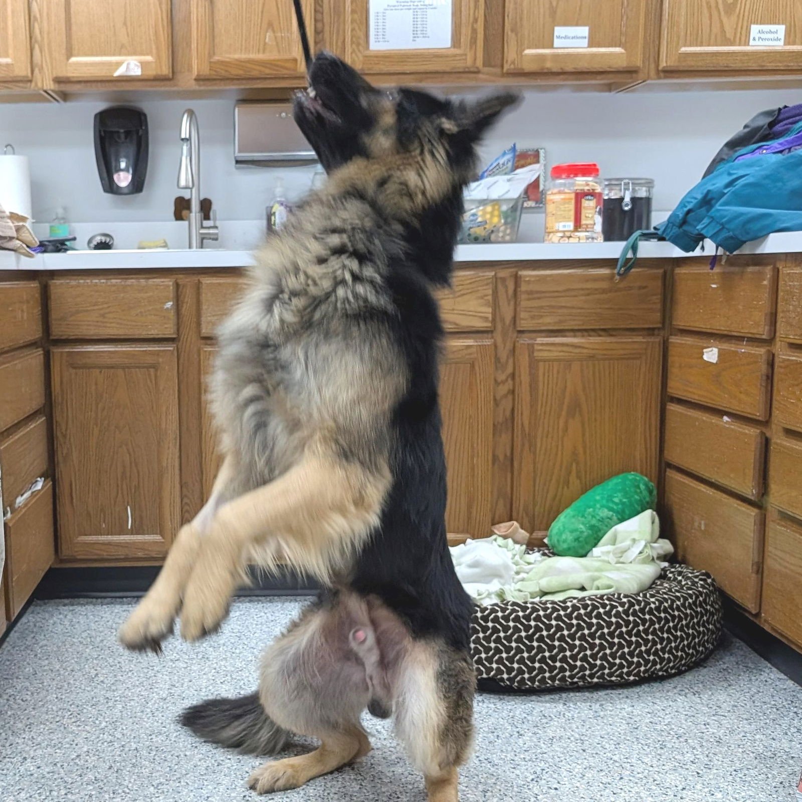 Pound Dog-Ben #188239-Courtesy Listing - Photo 4