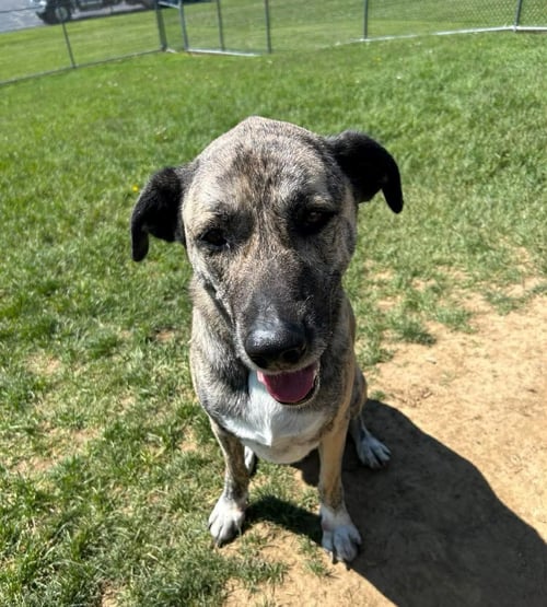 POUND DOG-BUCK #190080-COURTEST LISTING - Anatolian Shepherd available for adoption