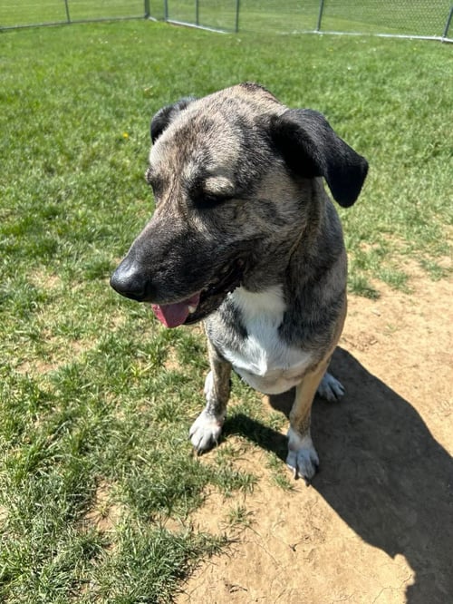 POUND DOG-BUCK #190080-COURTEST LISTING - Anatolian Shepherd available for adoption