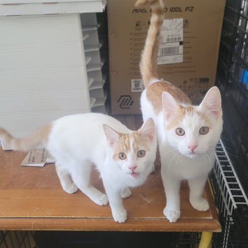VIVI & TORMUND - Domestic Short Hair available for adoption