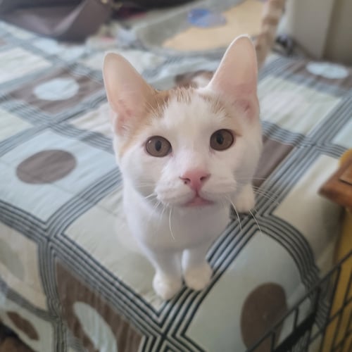 VIVI & TORMUND - Domestic Short Hair available for adoption