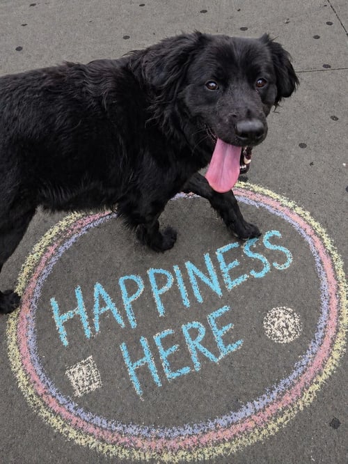 POUND DOG-BENNY #190019 COURTESY LISTING - Flat-coated Retriever available for adoption