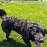 Pound Dog-Benny #190019 Courtesy Listing - Photo 3