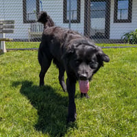 Pound Dog-Benny #190019 Courtesy Listing - Photo 4