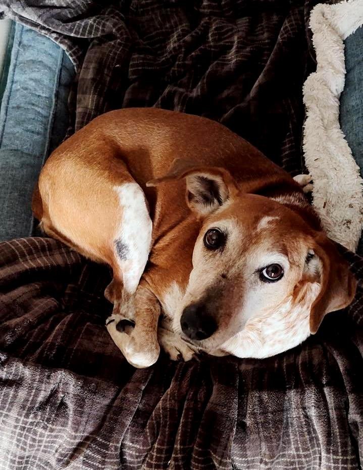 CHARLOTTE - Coonhound available for adoption