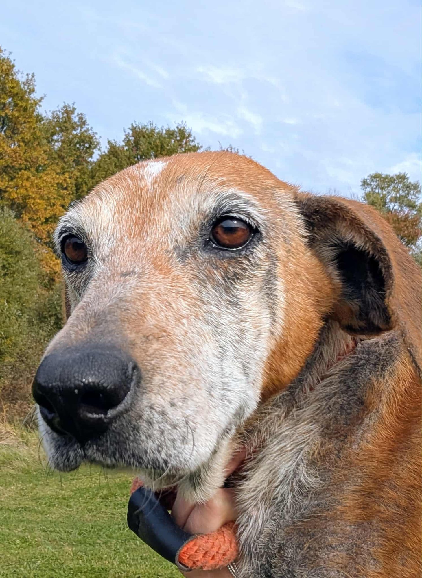 CHARLOTTE - Coonhound available for adoption