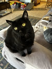 Rosie - Photo 5