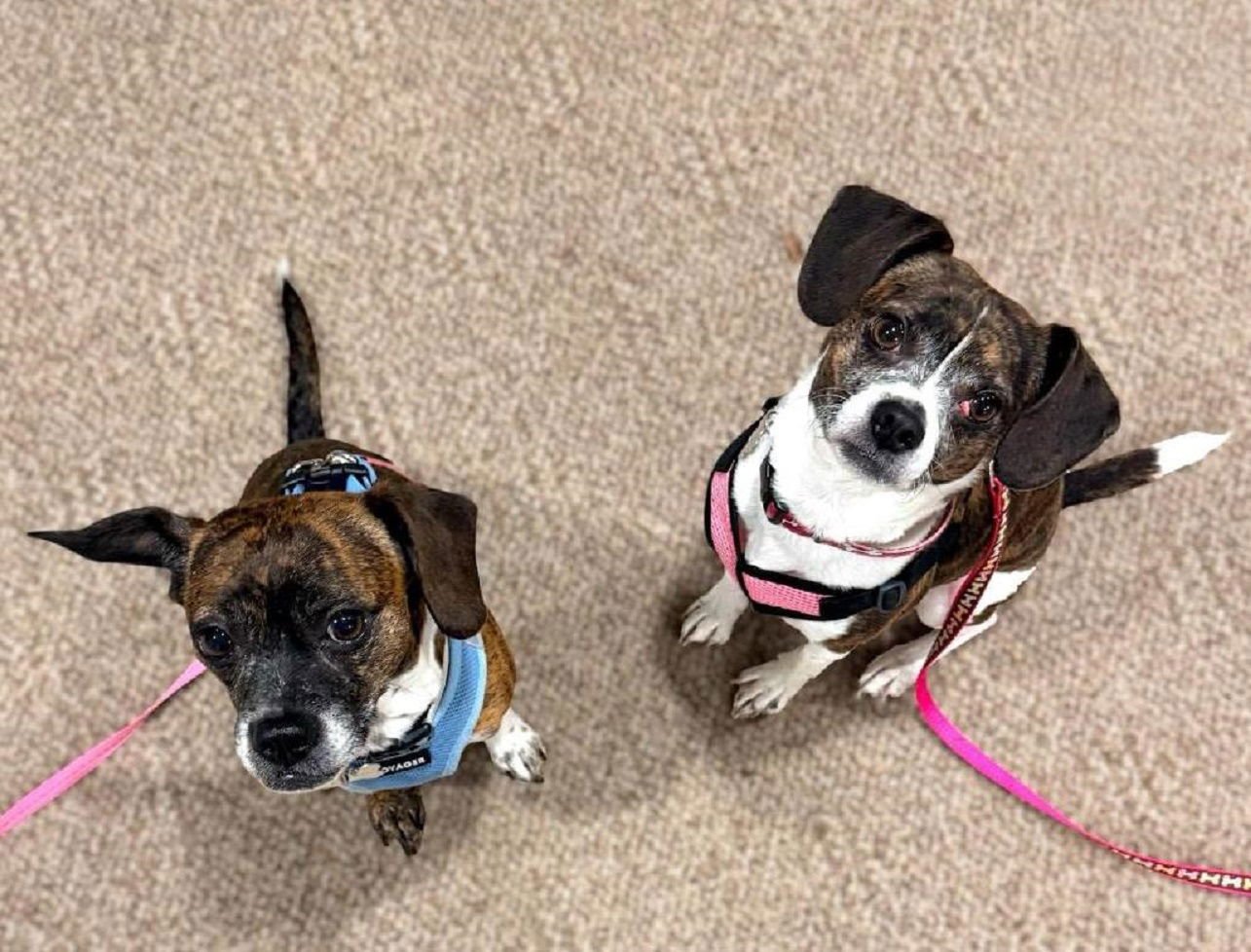 CAGNEY & LACEY-BONDED PAIR - Beagle / Terrier available for adoption