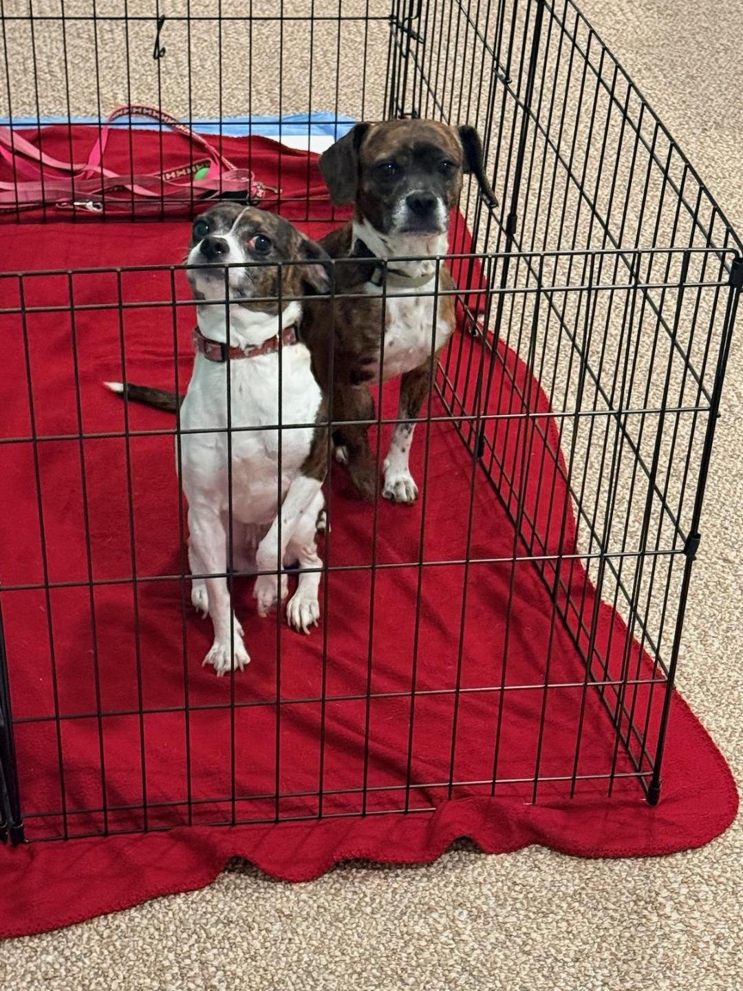 CAGNEY & LACEY-BONDED PAIR - Beagle / Terrier available for adoption