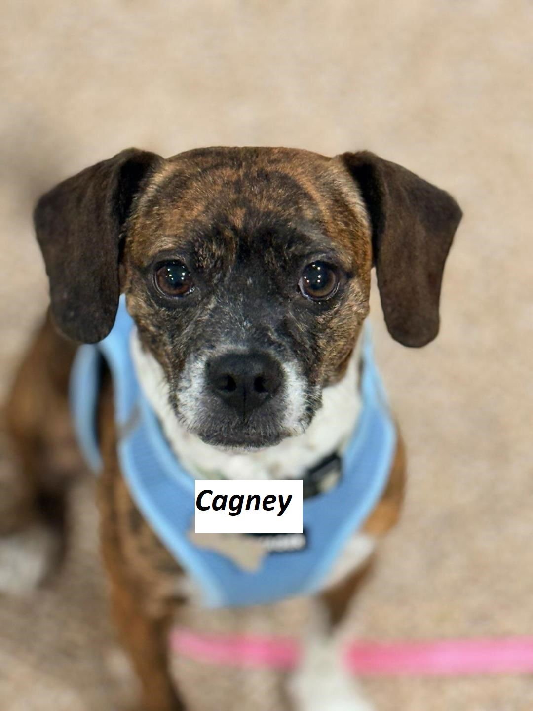 Cagney & Lacey-Bonded Pair - Photo 3