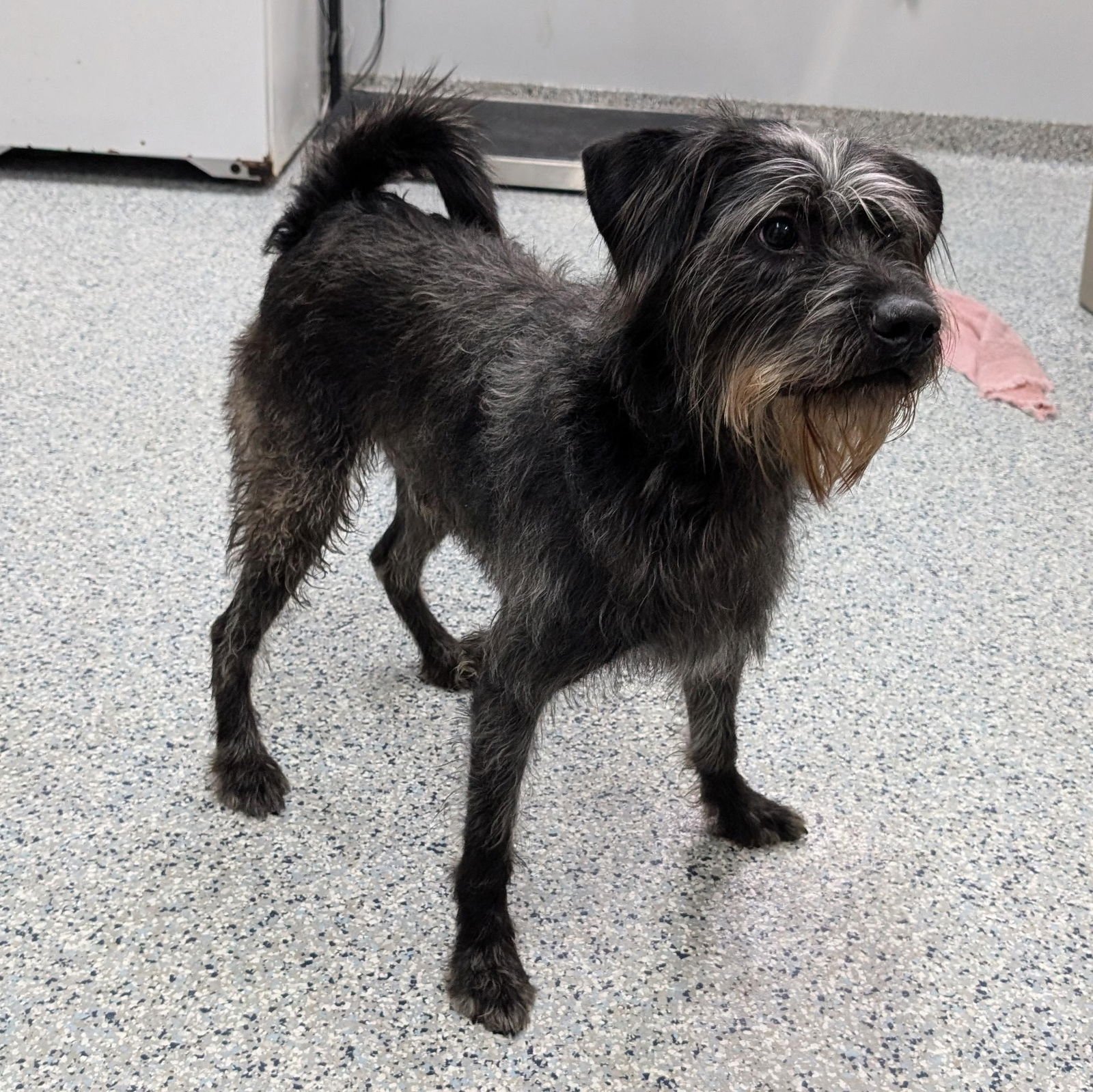 POUND DOG-MONKEY #189385 COURTESY LISTING - Labrador Retriever / Poodle (unknown type) available for adoption