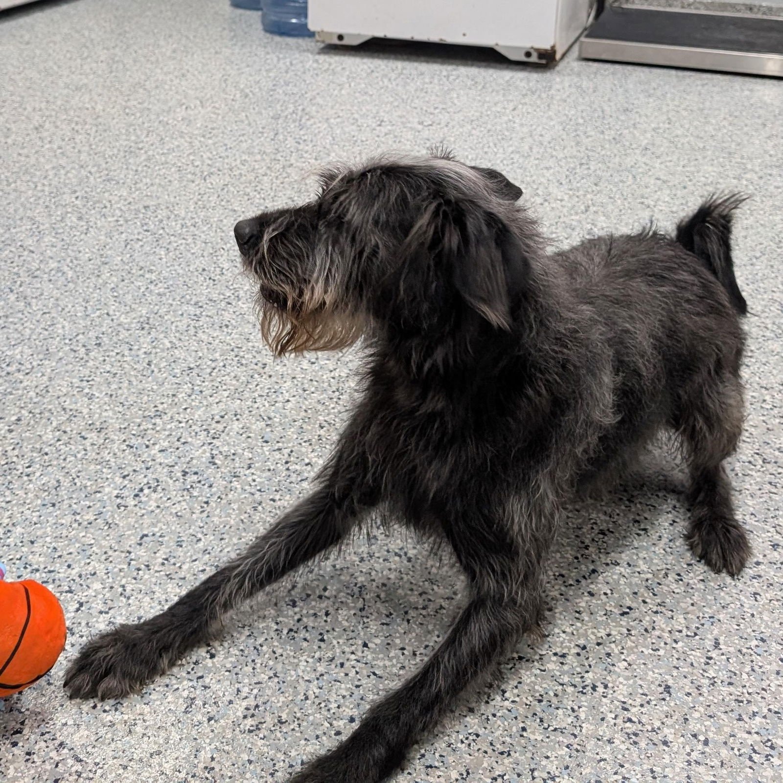 POUND DOG-MONKEY #189385 COURTESY LISTING - Labrador Retriever / Poodle (unknown type) available for adoption